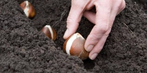 Kako posaditi lukovičasto cvijeće u jesen